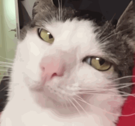 a close up of a cat with yellow eyes