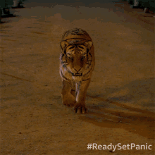 Tiger Panic GIF - Tiger Panic Walking GIFs