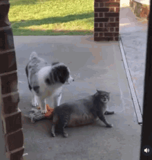 Chat Cat GIF - Chat Cat Dog GIFs