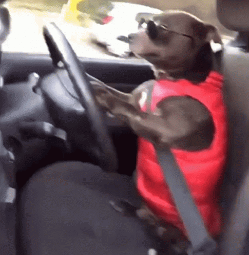 Dog Driving Car GIFs | Tenor