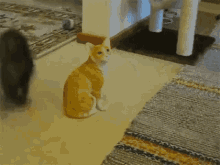 Ceramic Scary Cat GIF - Ceramic Scary Cat Im Bad GIFs