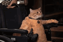 Wheelchair GIF - Wheelchair Cat GIFs