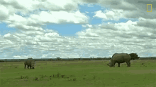 Eating White Rhinos Are Nearly Extinct GIF