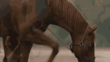 Thirsty 1883 GIF - Thirsty 1883 Quenched GIFs