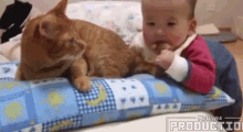 What Is Wrong With You Cat GIF - What Is Wrong With You Cat Baby GIFs