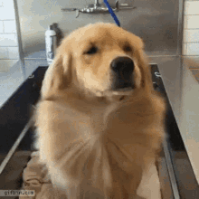GIF