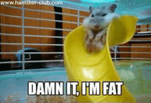 Fat Hamster GIF - Fat Hamster Fat Hamster GIFs