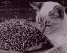 Cat Hedgehog GIF