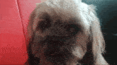 a close up of a dog 's face looking at the camera