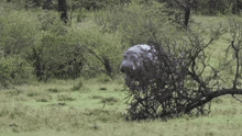 Mr24hrs Rhino GIF - Mr24hrs Rhino Hippo GIFs