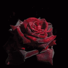 akleh fawaz rose flower