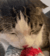 Cat Doobie GIF - Cat Doobie Boop GIFs