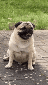 a pug dog is sitting on a brick sidewalk and looking at the camera