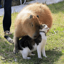 a cat and a capybara are playing in the grass and the capybara is looking at the cat