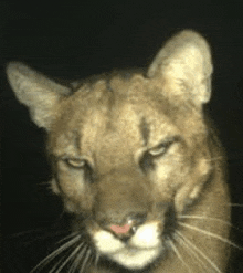 Mogger Puma Meme