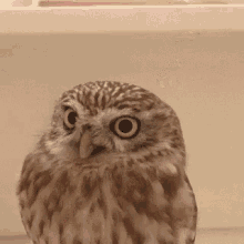Birds Owl GIF - Birds Owl Funny Animals GIFs
