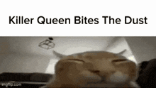 a cat is laying down with its eyes closed and the words `` killer queen bites the dust '' written above it .