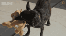 Dog Toy Playtime GIF - Dog Toy Playtime Fetch GIFs