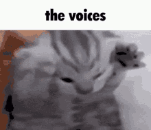 Schizo Cat The Voices GIF - Schizo Cat The Voices GIFs