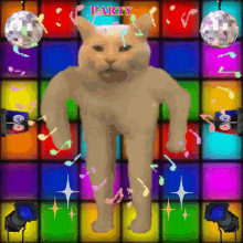 disco party music dance cat