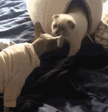 Cats Sphynx GIF - Cats Sphynx Funny GIFs