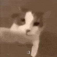 Cat Kissing GIF - Cat Kissing Mwah GIFs