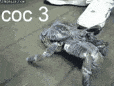 Coconut-crab-coc3-releasedate GIF - Coconut-crab-coc3-releasedate GIFs