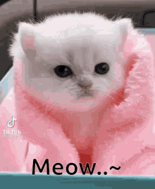 Cat Cute GIF - Cat Cute Blanket GIFs