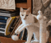 Sprint Badger Camp GIF