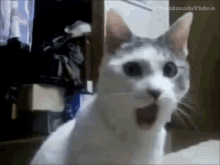 Shocked Cat GIF