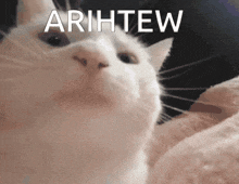 a close up of a cat 's face with the words arihtew above it .