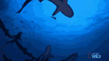 sharks shark shark infested underwater nat geo wild