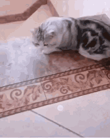 Fail Cat GIF - Fail Cat Rolling GIFs