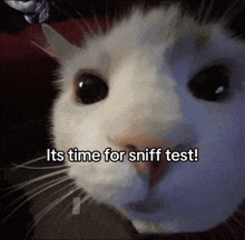 a picture of a cat with the words it 's time for sniff test below it