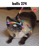 a cat with a rainbow colored hula hoop around its head and the words balls 274 below it