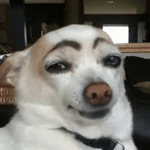 a white dog with brown eyebrows is sitting on a couch .