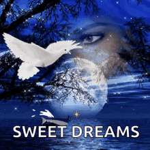 Sweet Dreams Good Night GIF - Sweet Dreams Good Night Bird GIFs