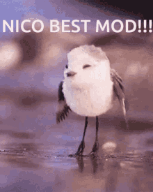 N Ico Best Mod GIF - N Ico Best Mod GIFs