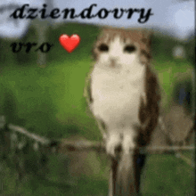 a cat is sitting on a branch with a red heart in front of it .