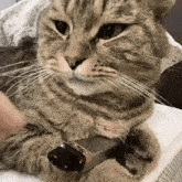 a close up of a cat holding a lipstick in its mouth .