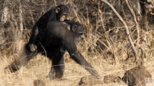 Parenting Baby Chimp GIF - Parenting Baby Chimp Piggy Back Ride GIFs