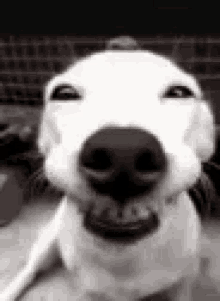 Dog Happy GIF - Dog Happy GIFs