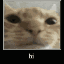 Hi Cat GIF - Hi Cat Meme GIFs