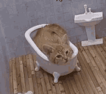 Kattarshians Cat GIF - Kattarshians Cat Bathtub GIFs
