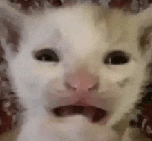 a close up of a white cat with its mouth open and a pink nose .