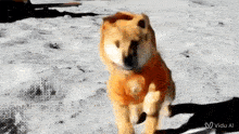 a dog wearing an orange shirt is walking on a beach .