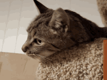 Kitty Meow GIF - Kitty Meow Cat GIFs