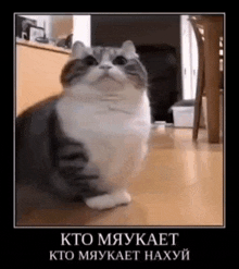 Komaru Komaru Cat GIF - Komaru Komaru Cat комару GIFs