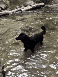 doggo pepperoni dog jump water