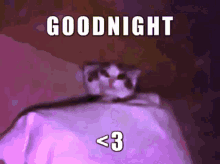 spiritus goodnight cat heart pillow